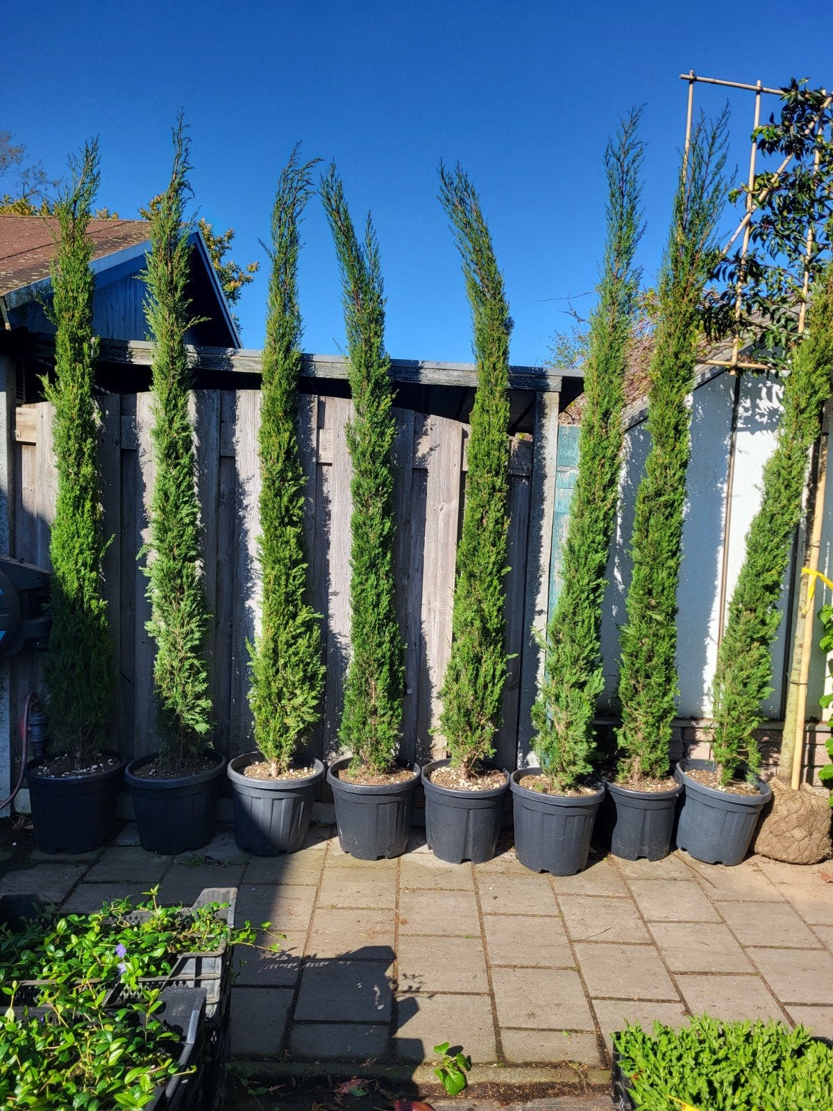 cupressus sempervirens, Volle zon, 100 tot 250 cm, Zomer, Overige soorten
