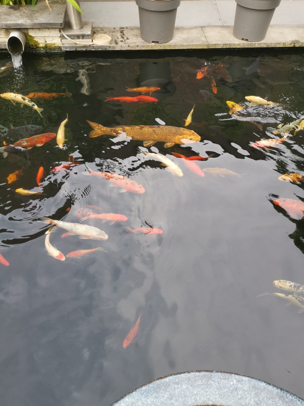 Mooie 2 jarige nakweek, Karper of Koi