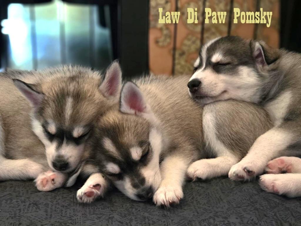 Pomsky puppy’s F4+, 100% Amerikaanse bloedlijn, Dieren en Toebehoren, Parvo, Overige rassen, 8 tot 15 weken, Meerdere