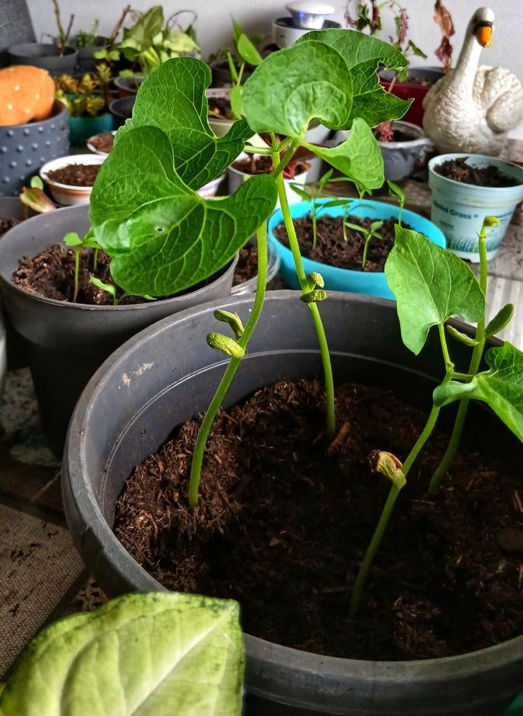 4 stuks sperziebonen planten, Ophalen, Eenjarig, Groenteplanten, Volle zon