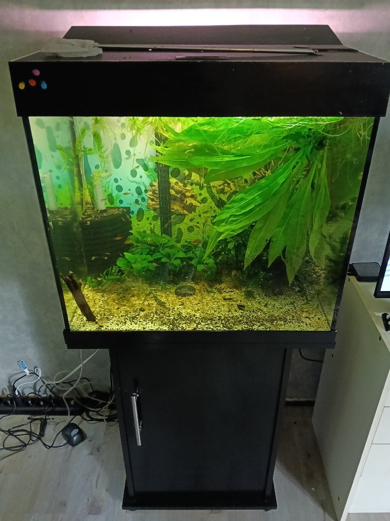 Mooi groot aquarium met toebehoren voor lage prijs, Dieren en Toebehoren, Ophalen, Gebruikt, Overige merken, Gevuld zoetwateraquarium