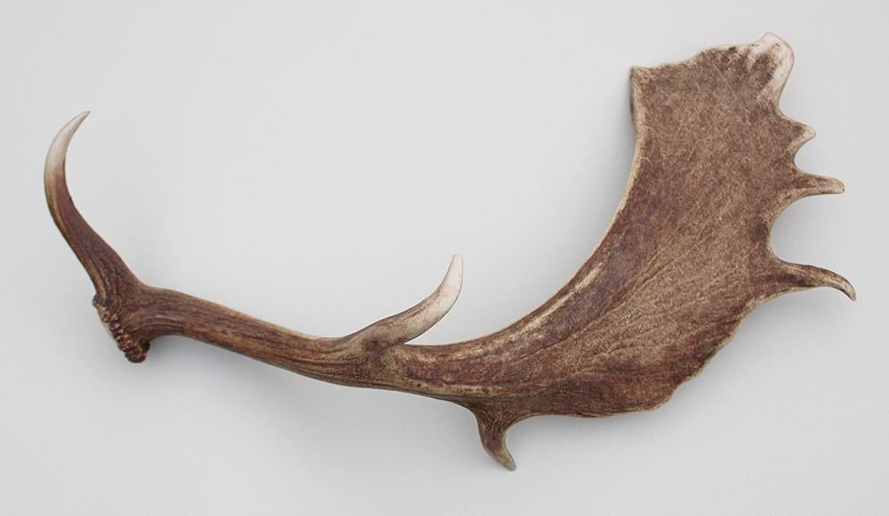 Grote DAMHERT GEWEI AFWERP STANG -  1,5 kg - 72 cm