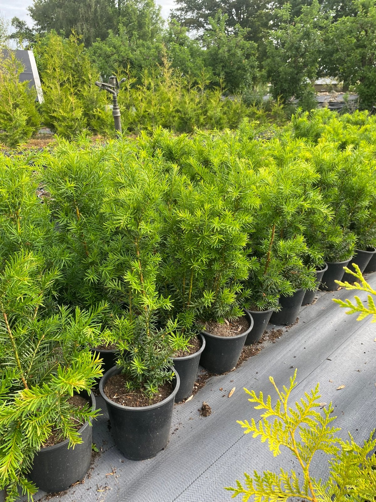 Prachtige bossige taxus hilli 60cm in20cmpot €3, Ophalen, Taxus, Minder dan 100 cm