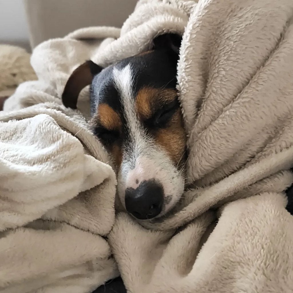 GEZOCHT :  Jack Russell ( REU ) , liefst iets ouder dan pup, Dieren en Toebehoren, Honden | Jack Russells en Terriërs, Jack Russell Terriër