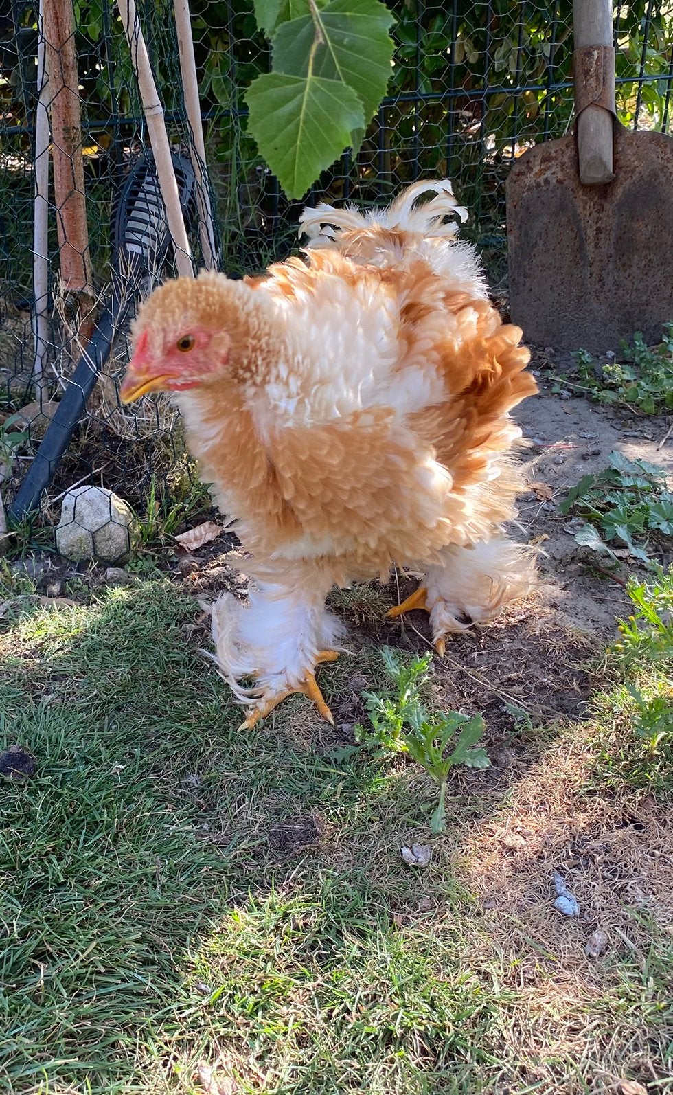 Brahma kuiken haan frizzle (krul), Dieren en Toebehoren, Pluimvee, Mannelijk, Kip