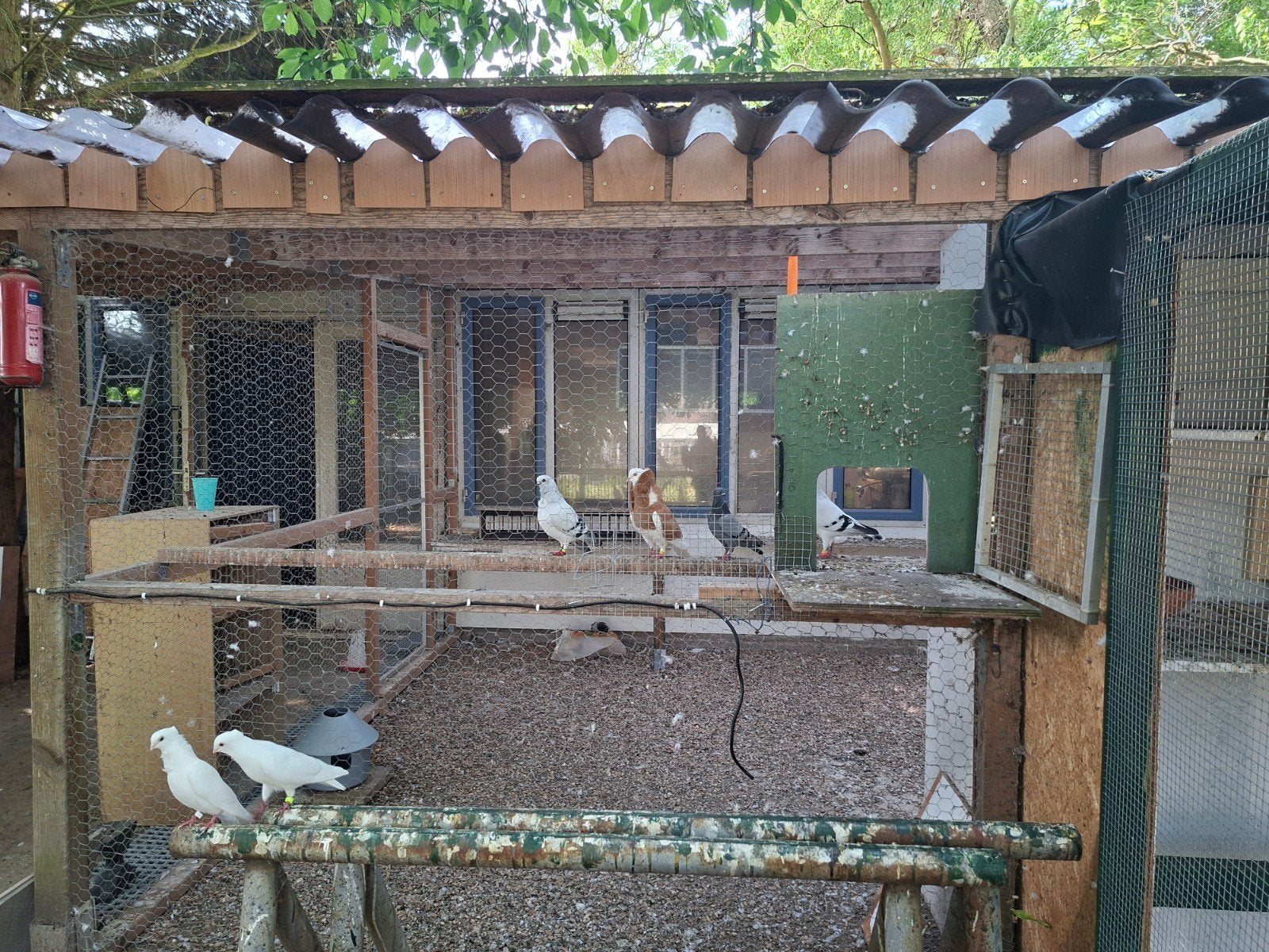 Te koop diverse sierduiven, Meerdere dieren, Overige soorten