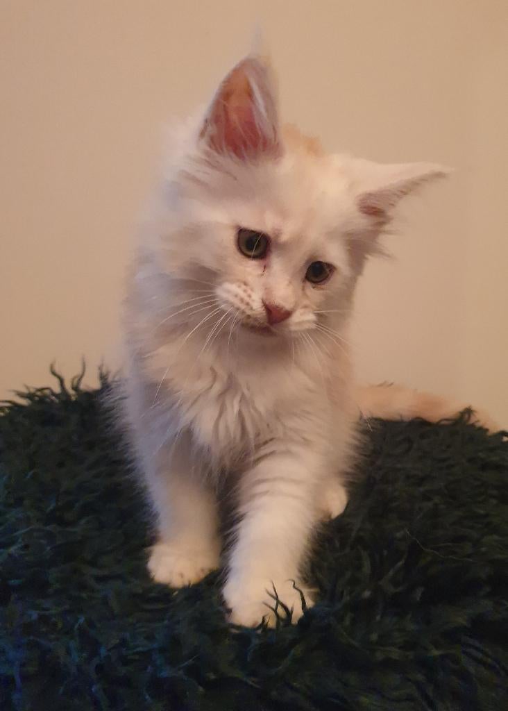 Maine coon kittens met stamboom, Dieren en Toebehoren, Katten en Kittens | Raskatten | Langhaar, Meerdere dieren, Met stamboom