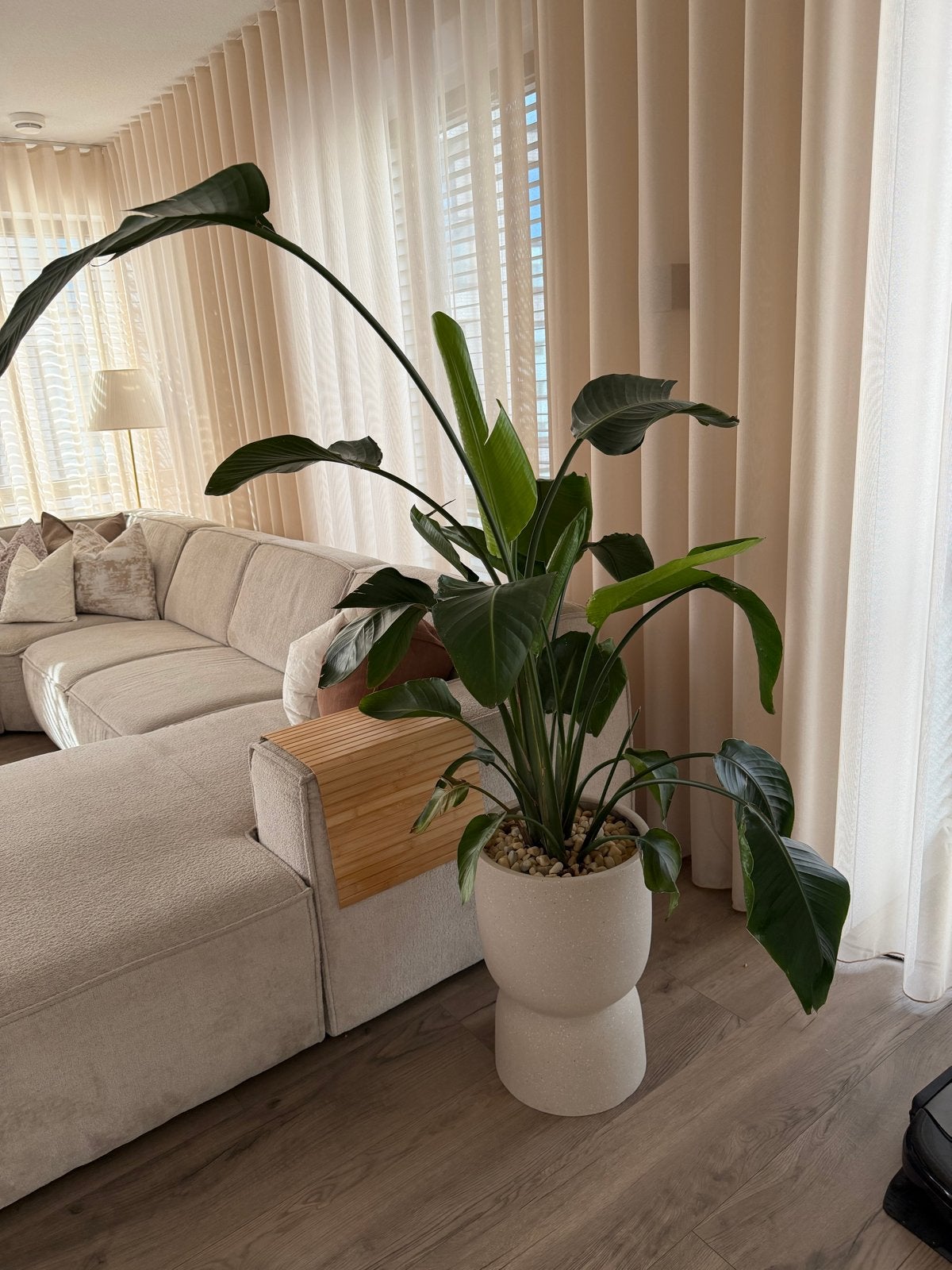 Grote Strelitzia Nicolai kamerplant, Ophalen, Overige soorten, In pot, 150 tot 200 cm