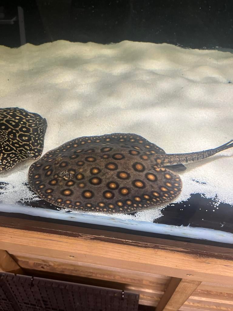 potamotrygon motoro hybride male  30cm disc, Dieren en Toebehoren, Vis