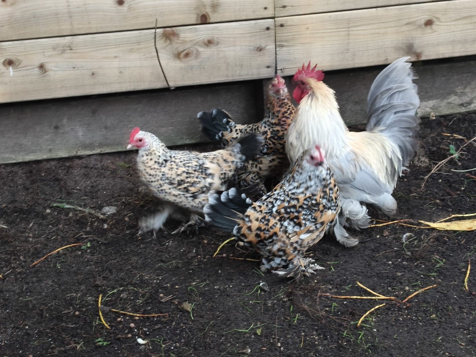 Kippen en Haan te Koop – Inclusief Voer!, Dieren en Toebehoren, Meerdere dieren, Kip