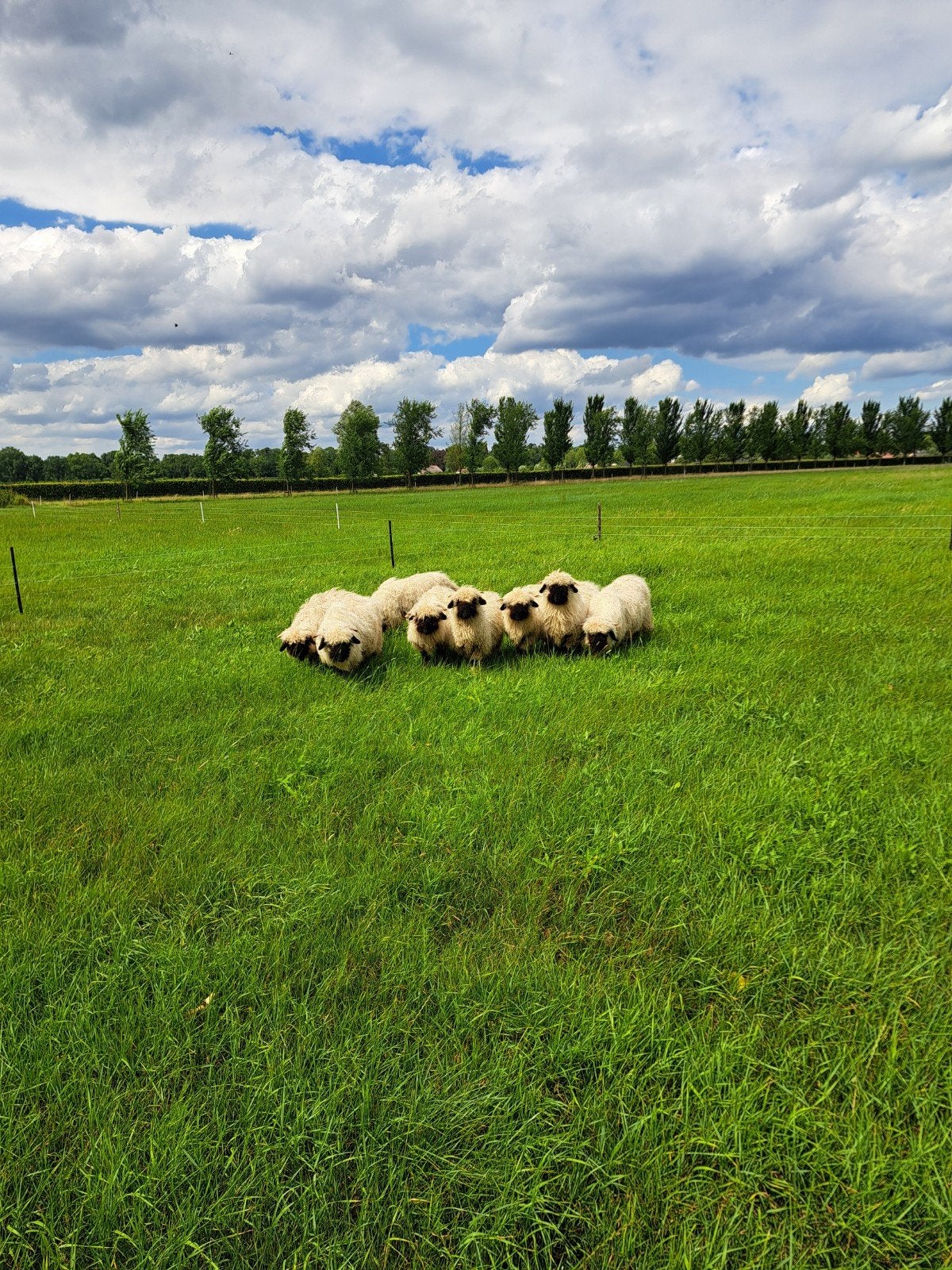 mooie walliser schwarznase lammeren, Mannelijk, Schaap, 0 tot 2 jaar