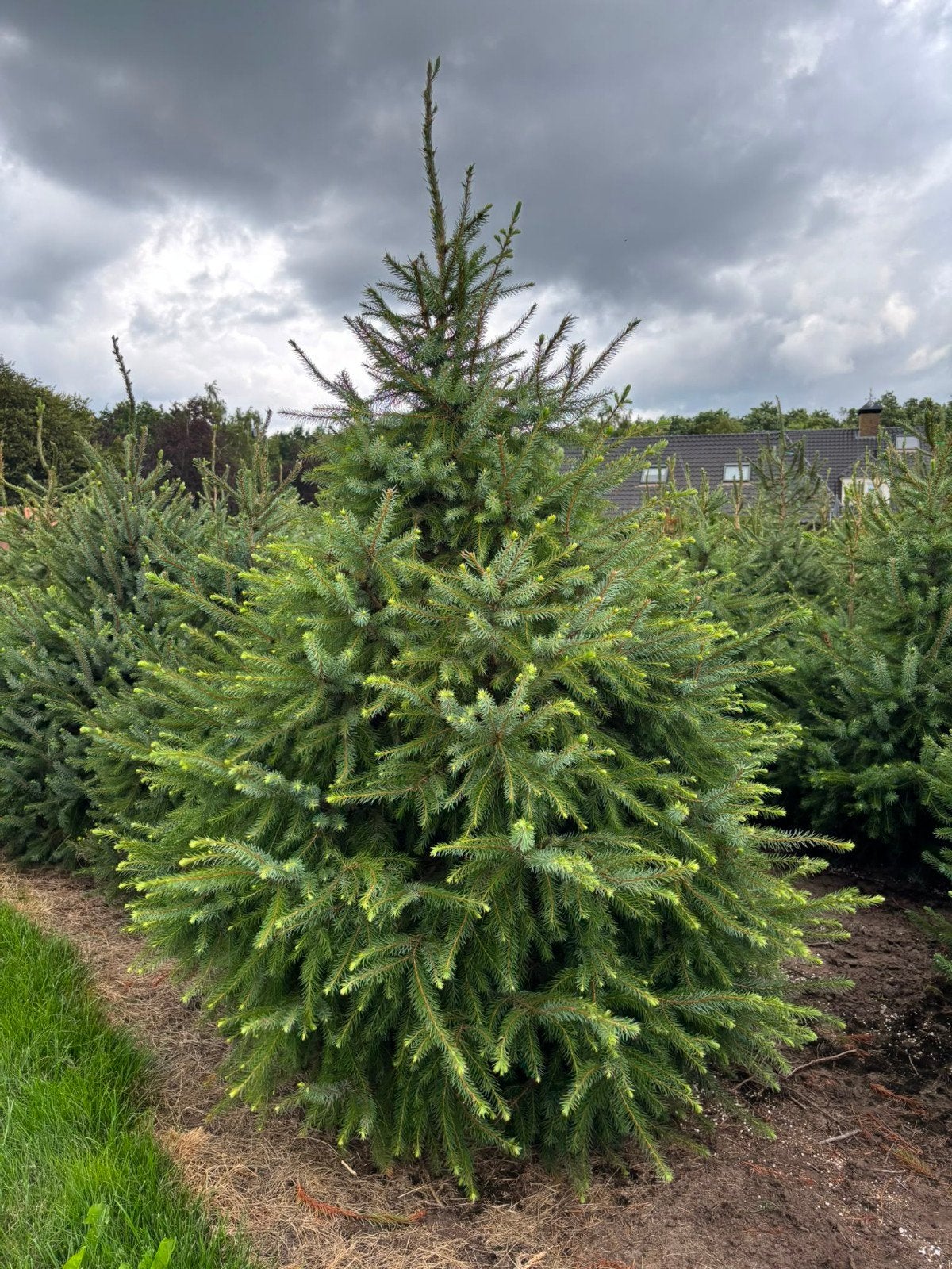 Kerstbomen Picea Omorika (Blauwspar), Tuin en Terras, Ophalen, Bloeit niet, Volle zon, Overige soorten