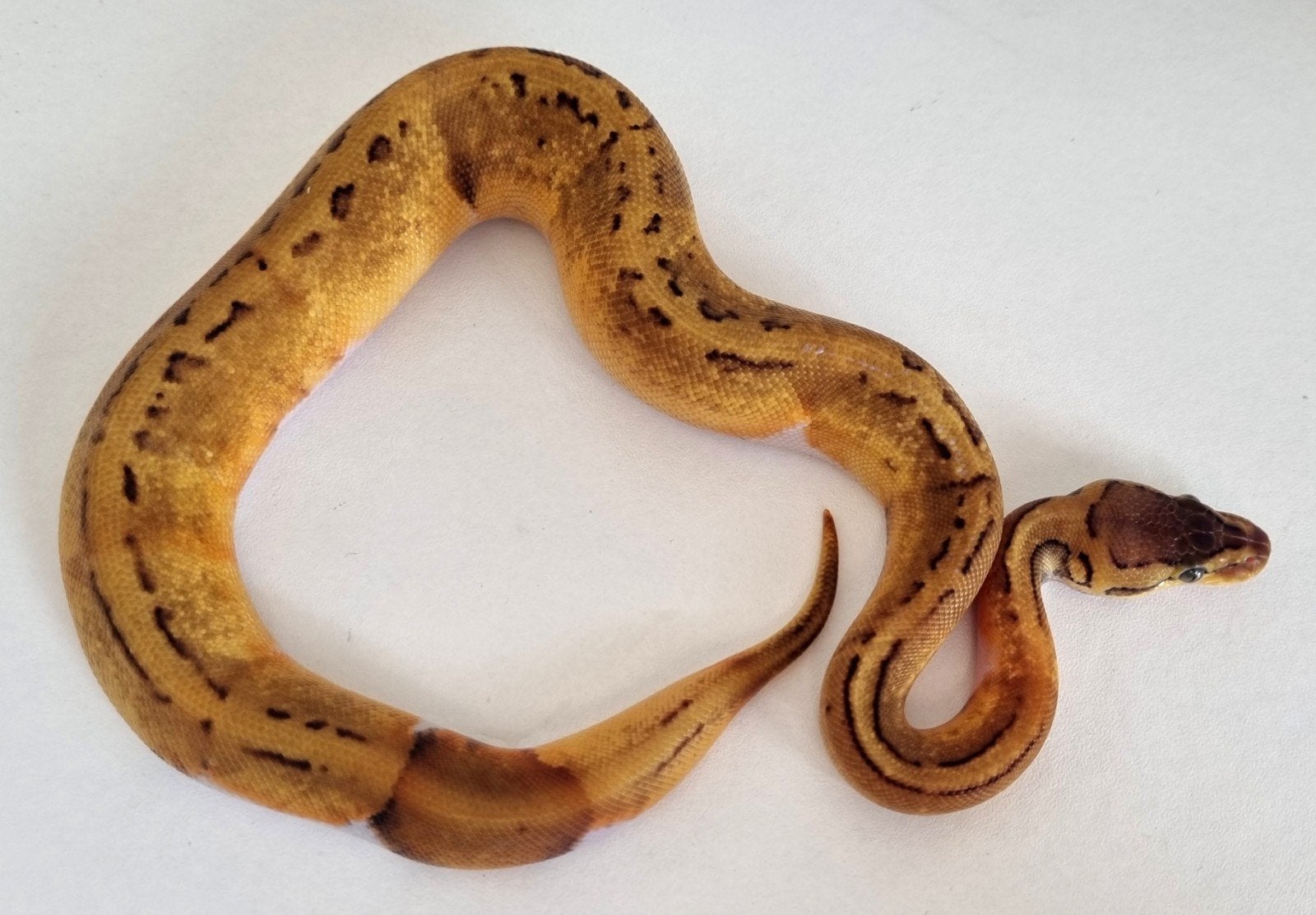 0.1 enchi pinstripe piebald koningspython Ball Python photo 3