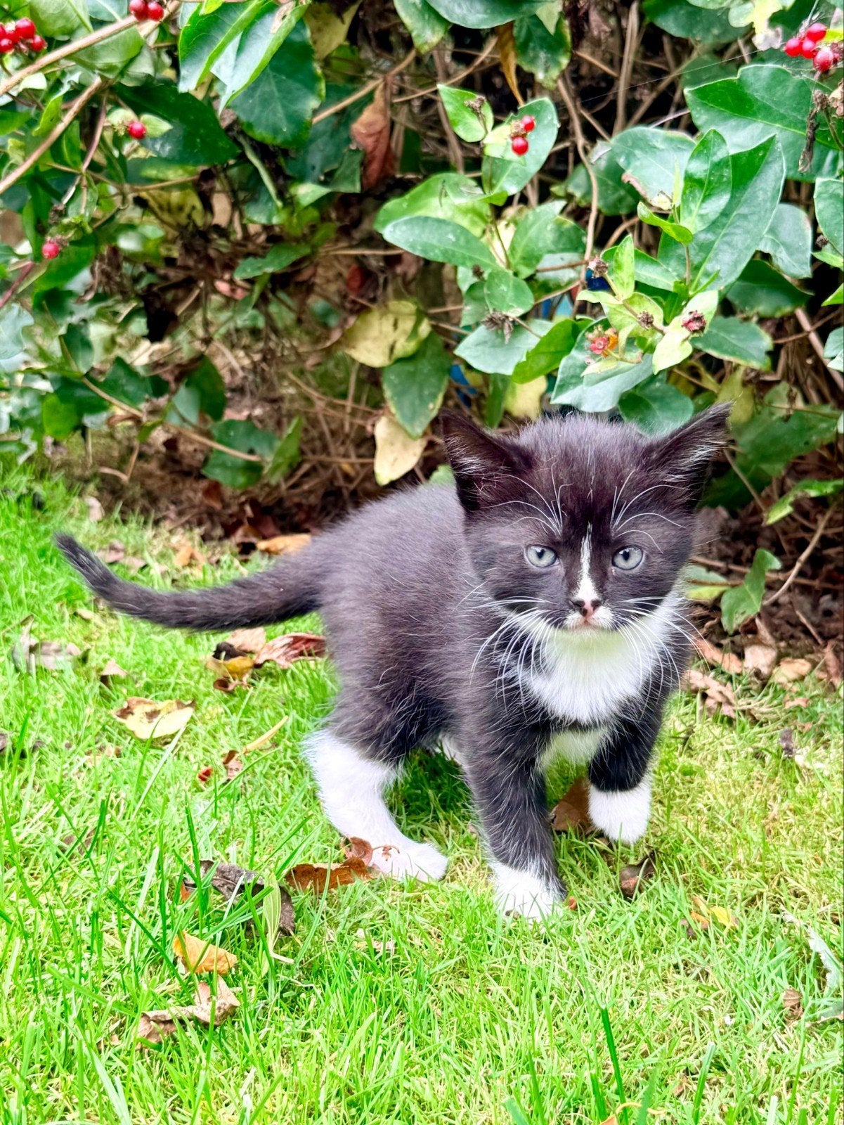 4 prachtige kittens, Meerdere dieren, 0 tot 2 jaar