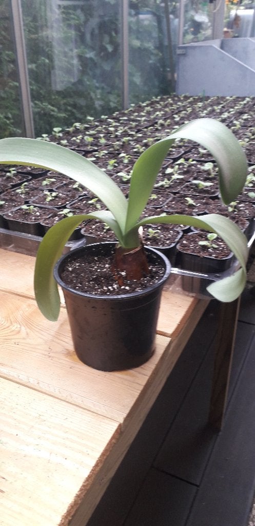 Haemanthus albiflos (Poederkwast), Overige soorten, Minder dan 100 cm, Bloeiende kamerplant, Halfschaduw