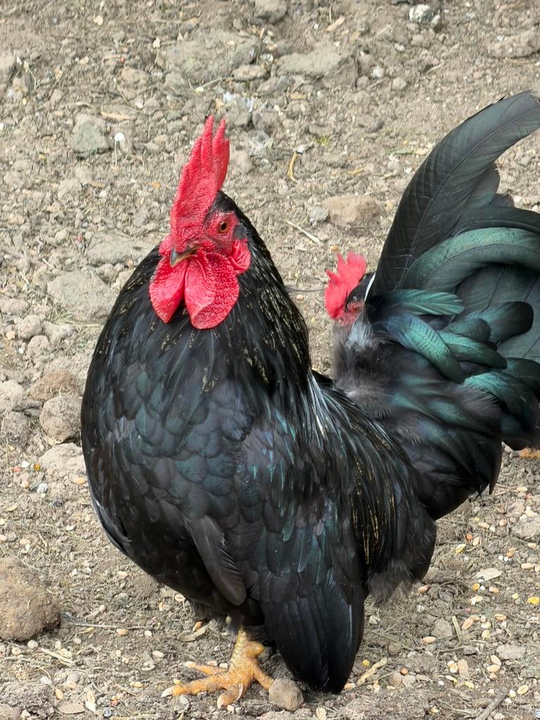 Shabo haan (japanse kriel) af te halen, Dieren en Toebehoren, Mannelijk, Kip