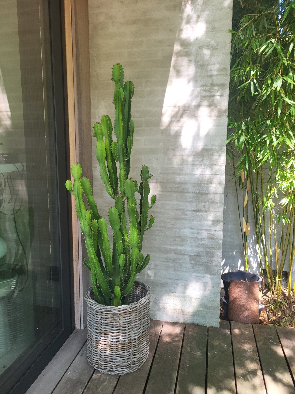 Grote Cactus (165 cm) met rieten mand, Ophalen, 150 tot 200 cm, In pot, Cactus