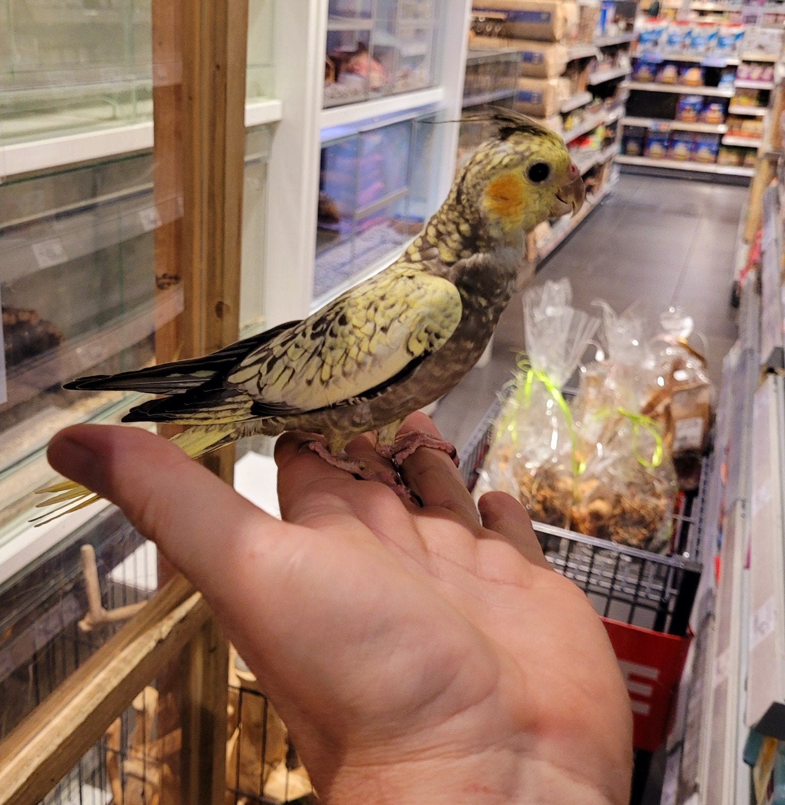 Valkparkieten super tam en echt super lief., Dieren en Toebehoren, Vogels | Parkieten en Papegaaien, Parkiet, Meerdere dieren