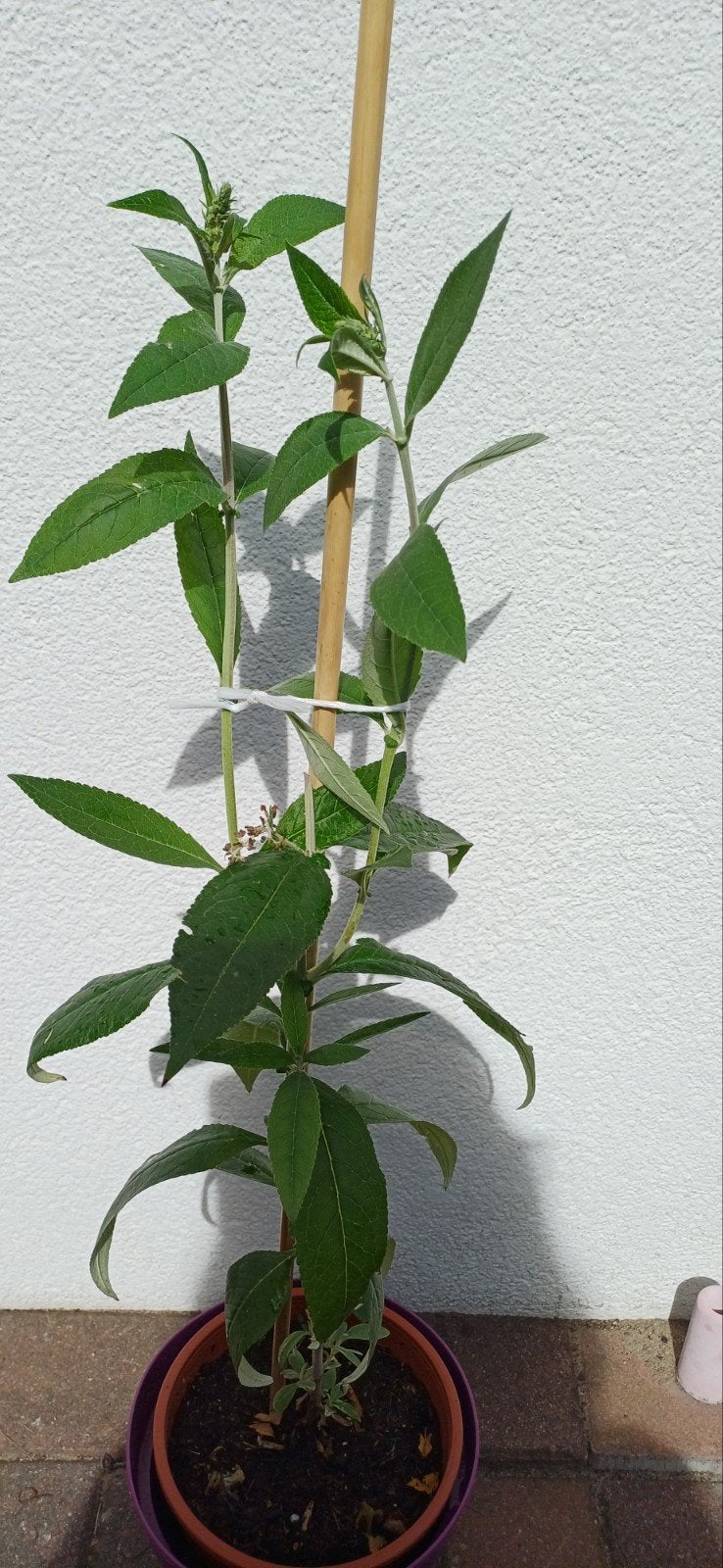 Biologische Vlinderstruik - Licht Paars  (lila)- 60 cm, Tuin en Terras, Planten | Tuinplanten, Volle zon, Vaste plant, Zomer, Ophalen