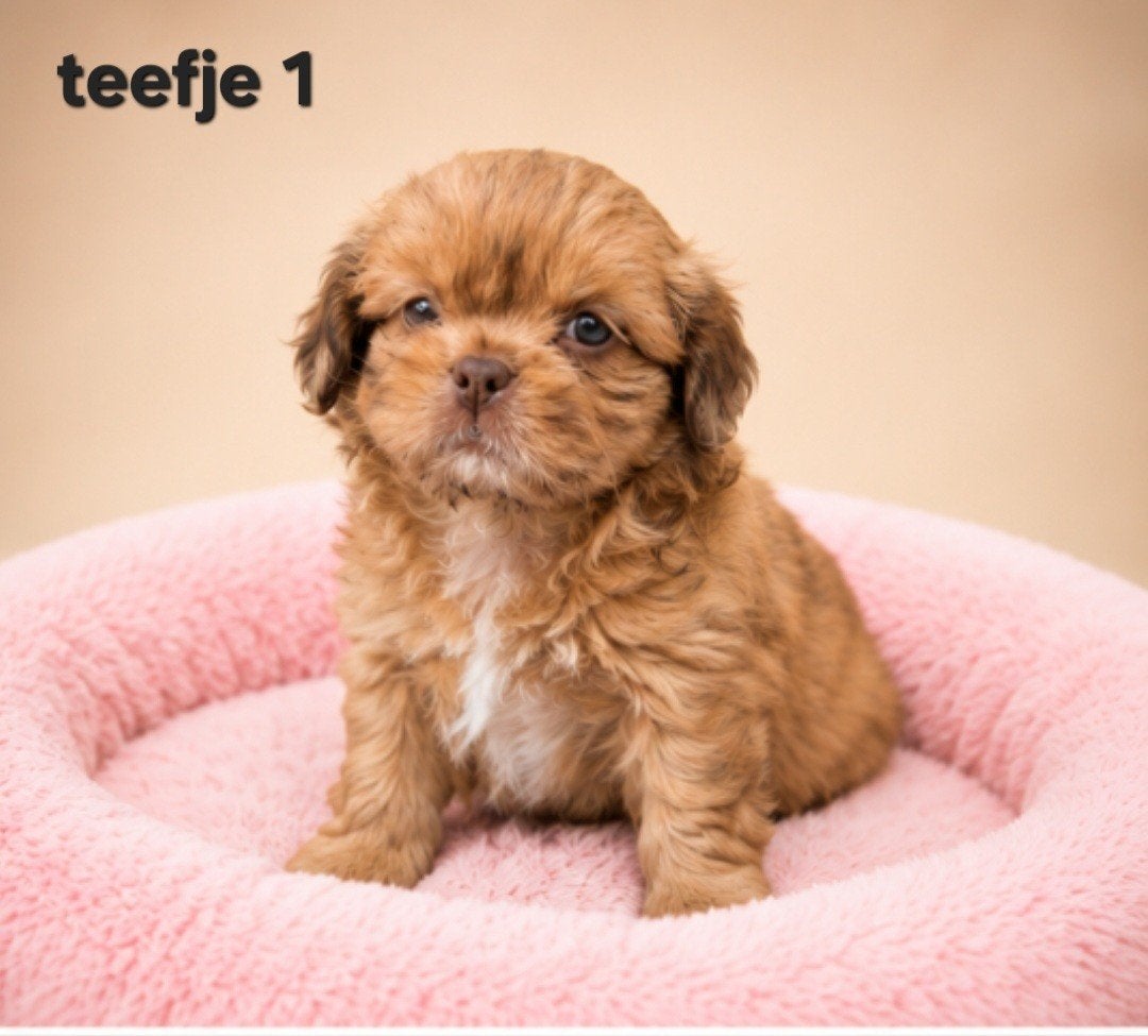 Mooie gezonde boomer pups. Maltezer maal shih tzu, Dieren en Toebehoren, Honden | Chihuahua's en Gezelschapshonden, Parvo, Overige rassen