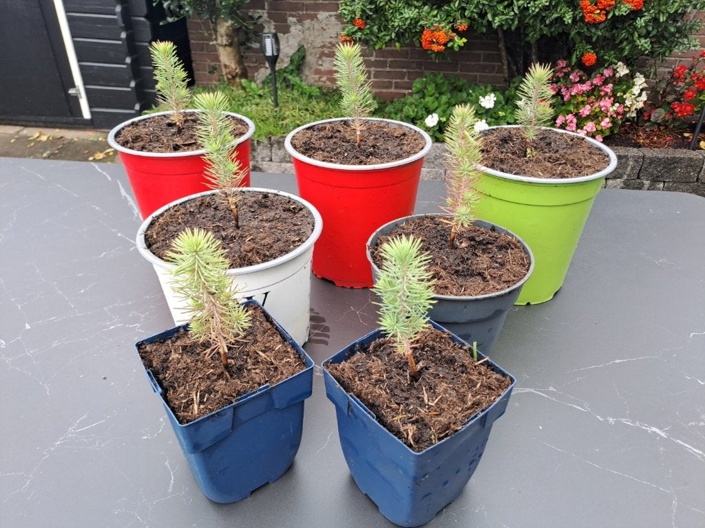 Stekken stekjes stek van de De Pinus pinea (parasolden), Ophalen, Overige soorten, Volle zon