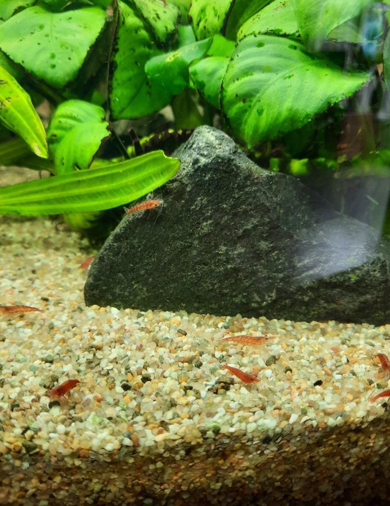 Vuurgarnalen, Dieren en Toebehoren, Kreeft, Krab of Garnaal, Zoetwatervis