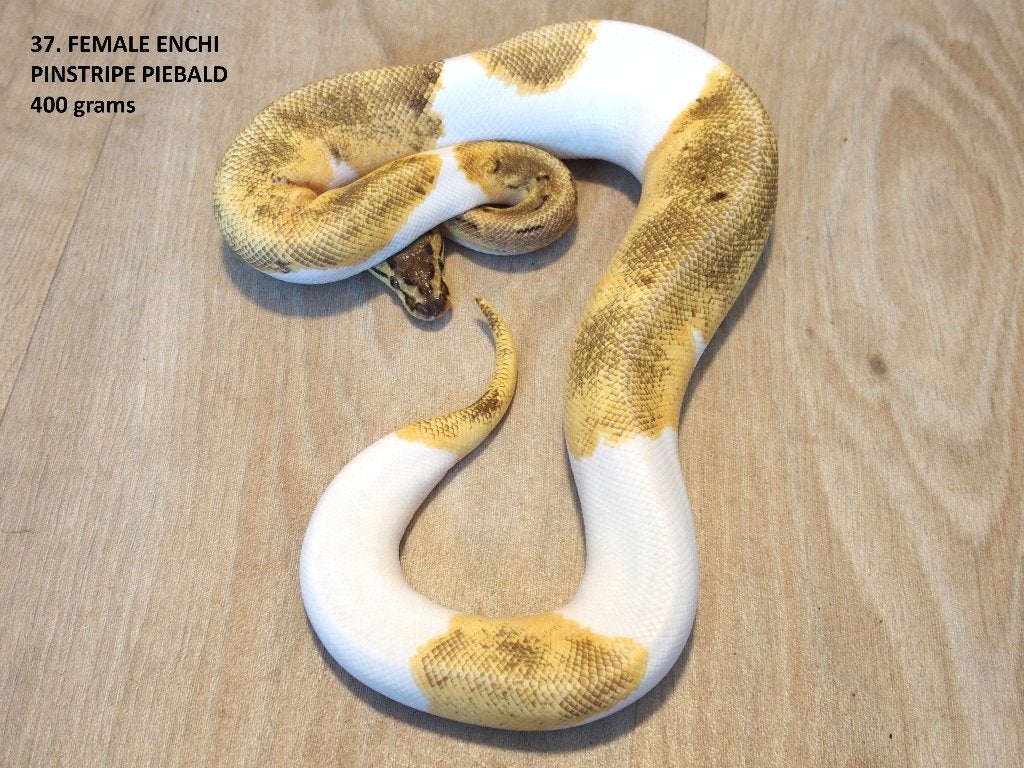 Koningspythons halfwas en kweekdieren deel 2 Ball Python photo 8