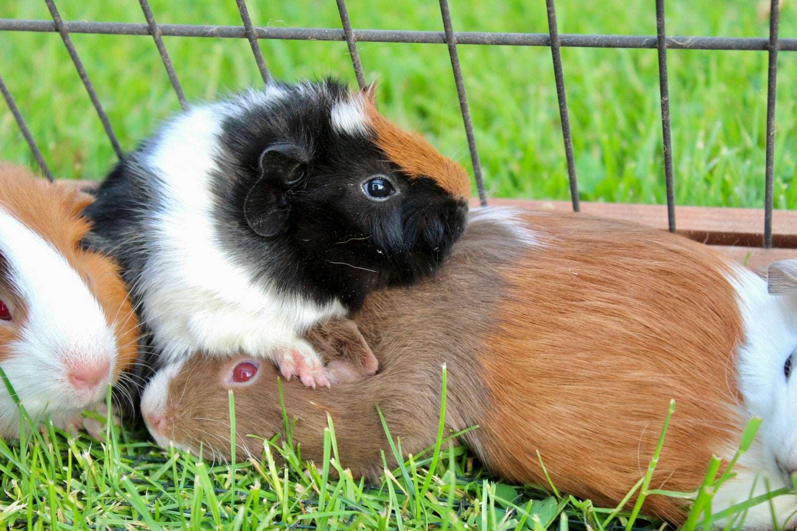 Prachtige diverse baby cavia’s, Cavia, Mei, Meerdere dieren, Tam