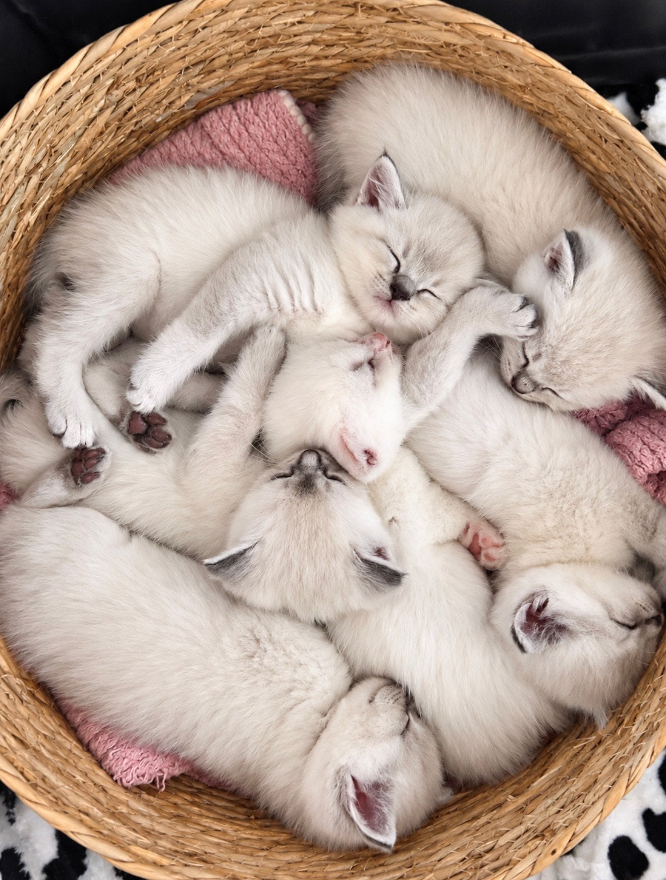 PRACHTIGE KITTENS MET BETOVERENDE BLAUWE OGEN!, Meerdere dieren, Ontwormd
