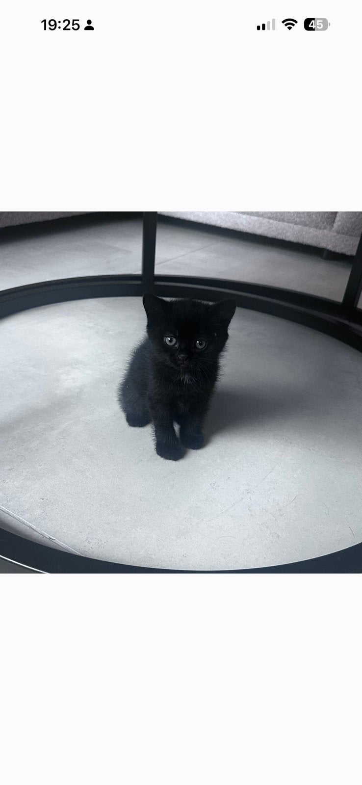 Half britse korthaar half europese korthaar kittens