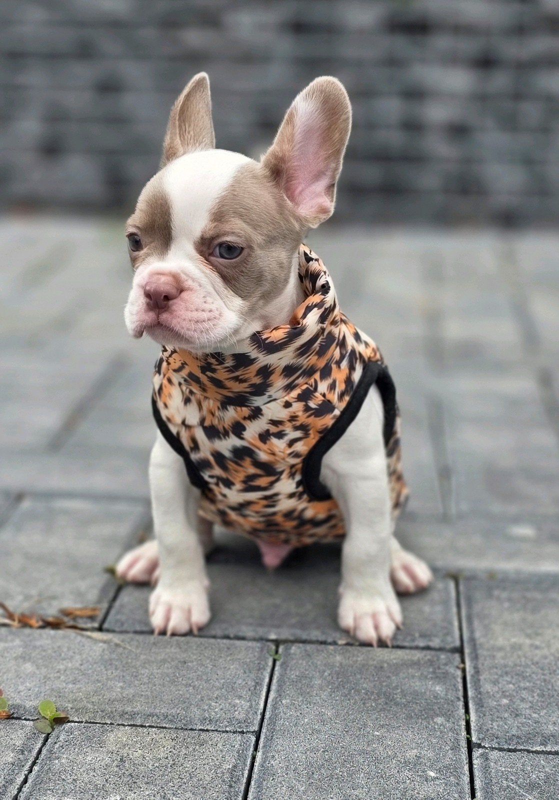 🥰 nog 2 Prachtige raszuivere isabella kleur Franse Bulldog, Dieren en Toebehoren, CDV (hondenziekte), 8 tot 15 weken, Bulldog