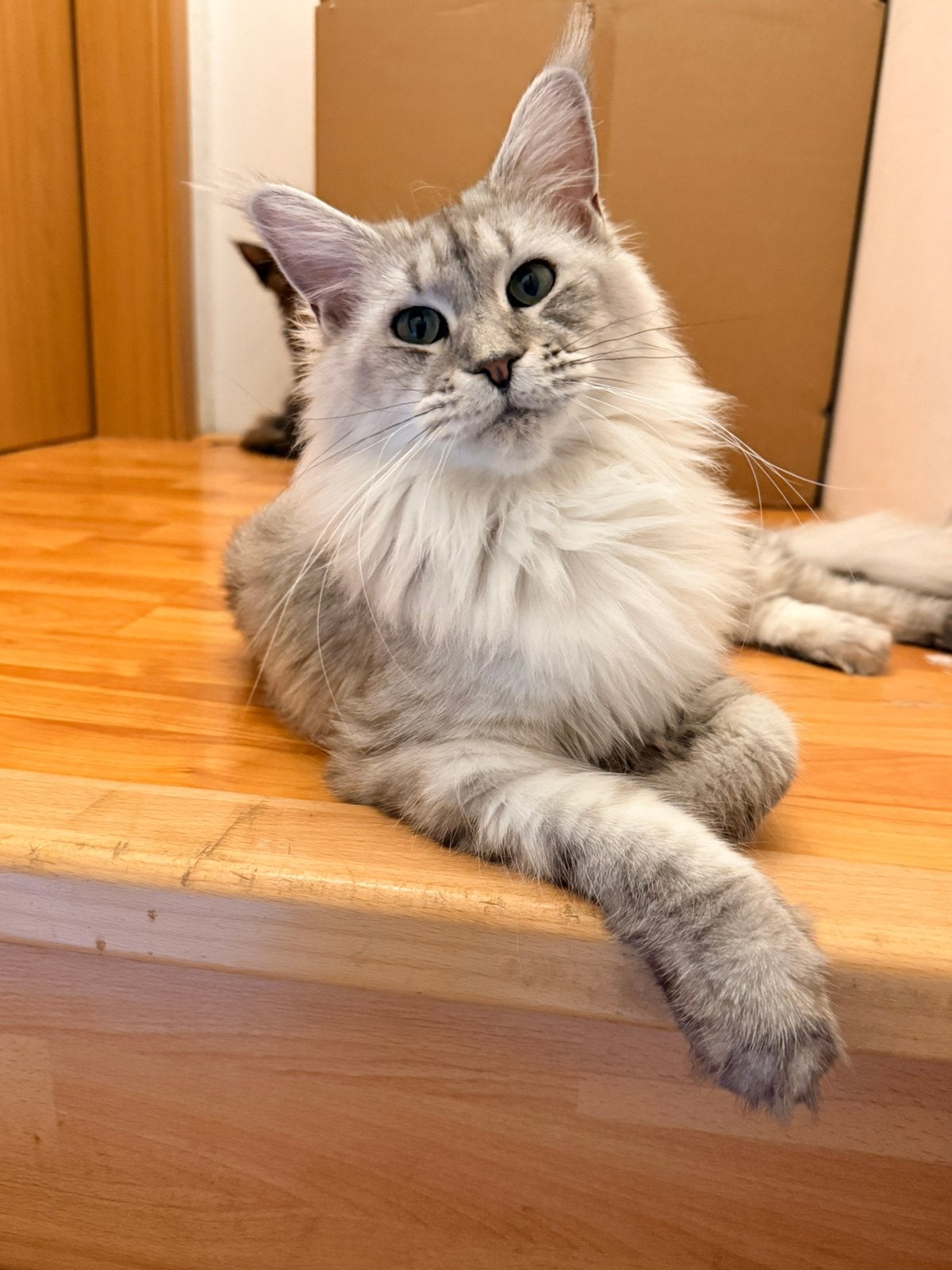 Maine Coon Girl met Stamboom en test, Poes, Met stamboom, 0 tot 2 jaar