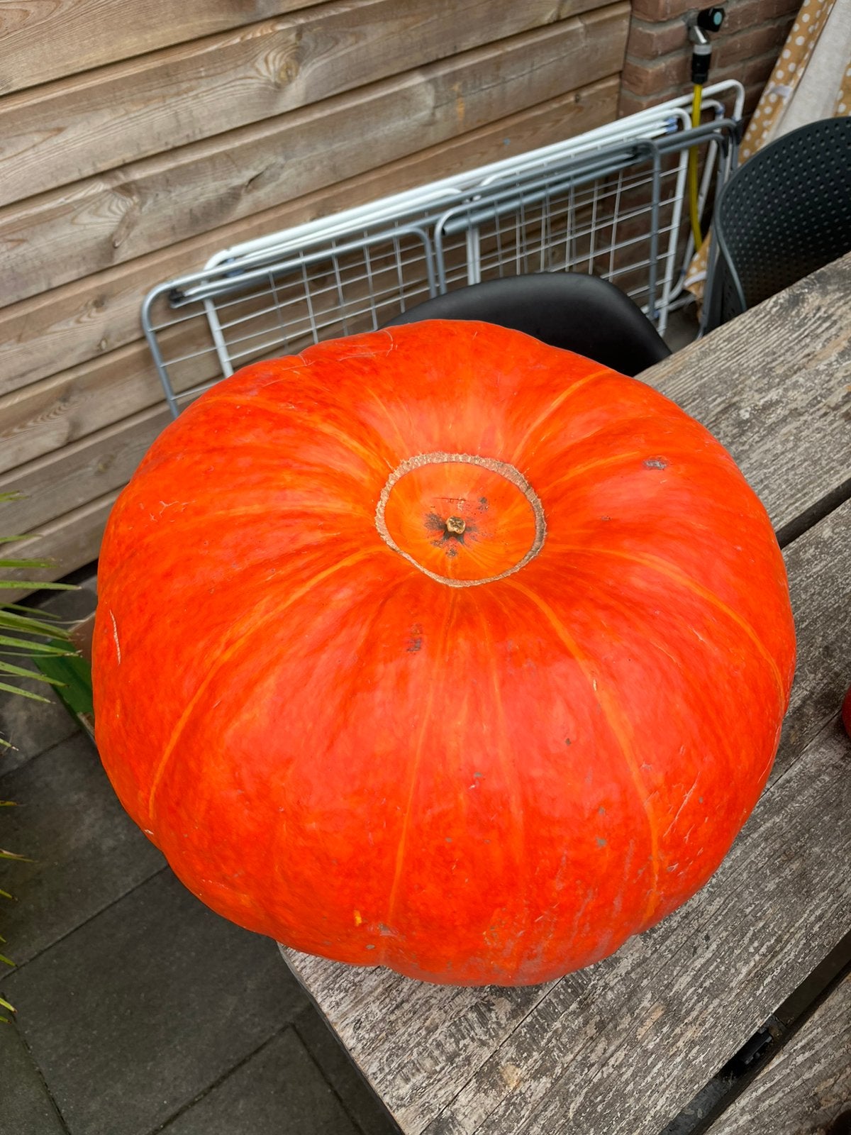 Grote pompoen, Ophalen, Zo goed als nieuw