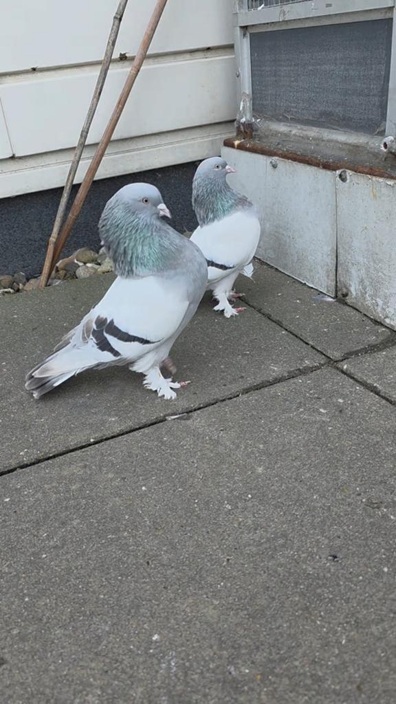 Turks duiven, Dieren en Toebehoren, Vogels | Duiven