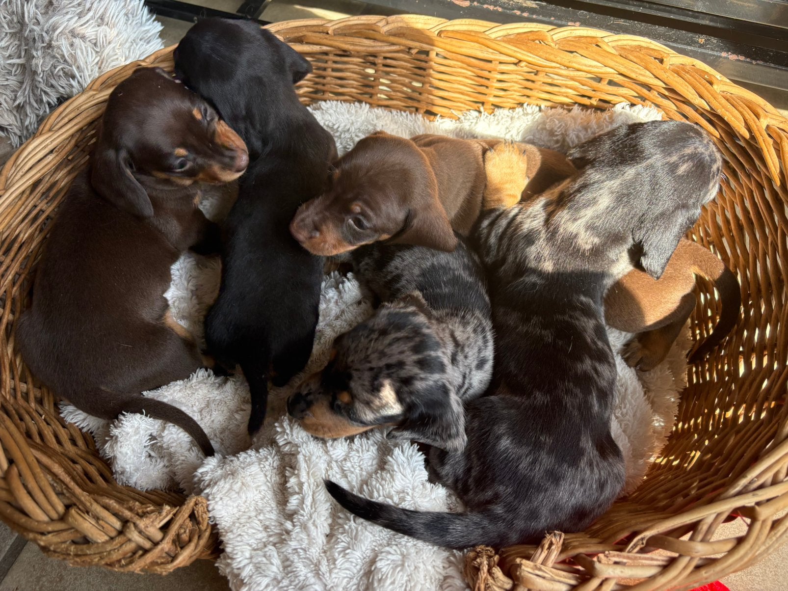 Droom je van een Teckel? Deze Schatjes Zijn Beschikbaar!, 8 tot 15 weken, Korthaar, Dwerg, Meerdere dieren