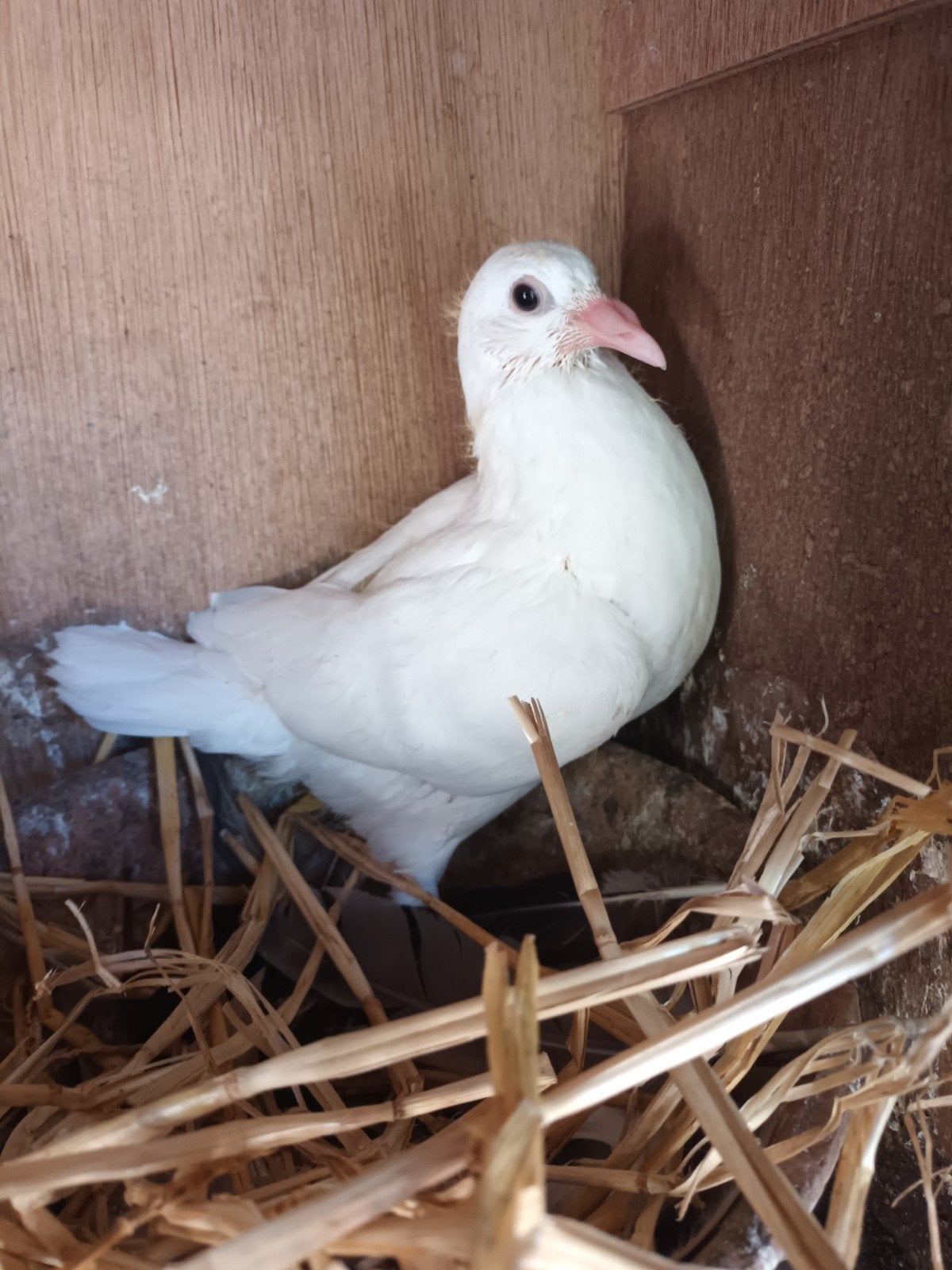 Jonge postduif, wit, Dieren en Toebehoren