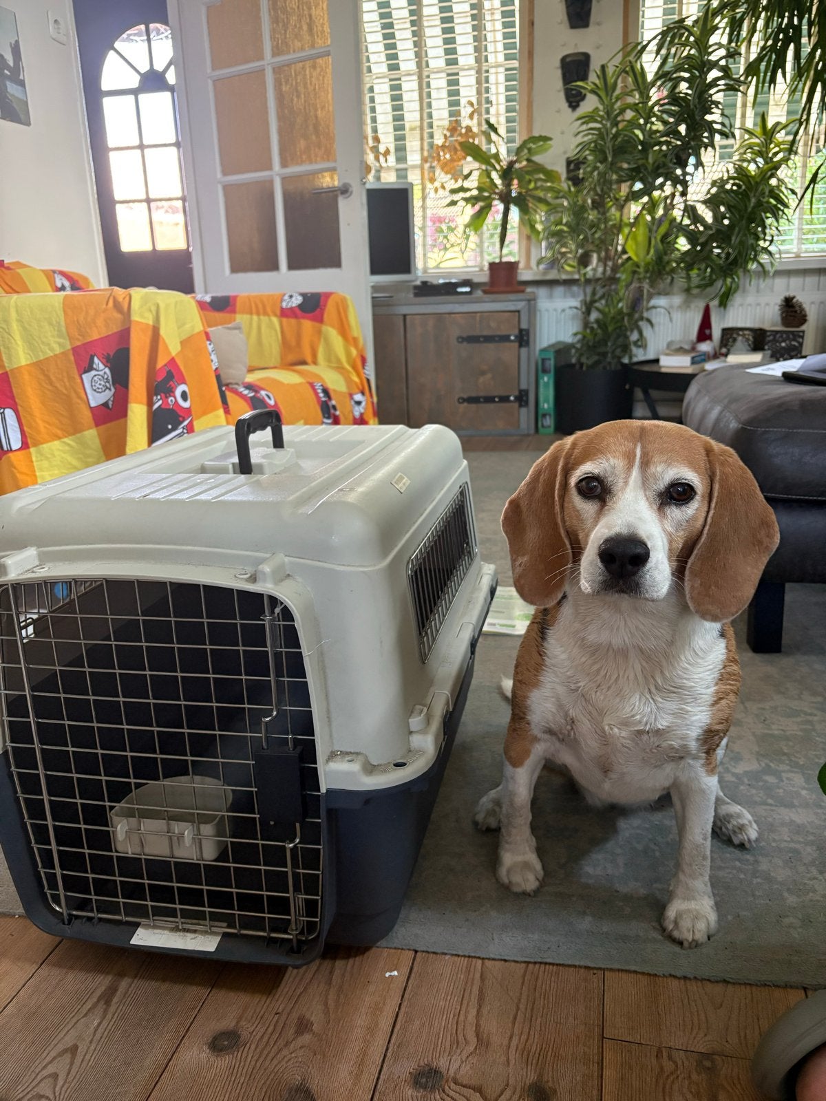 Transportbox hond, Ophalen, Zo goed als nieuw