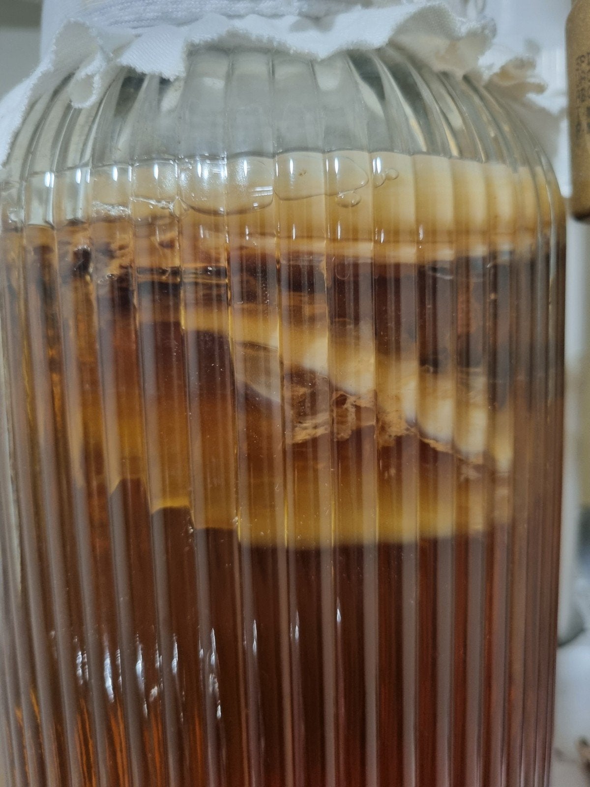 Kerngezonde XXL kombucha scoby van biologische thee, Ophalen