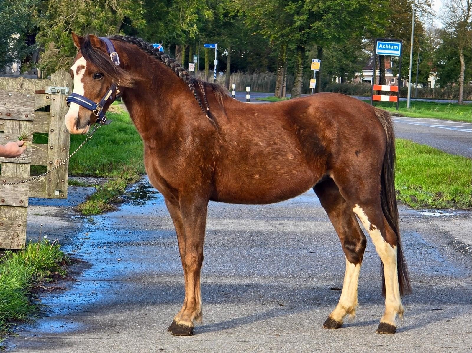 prachtige 3 jarige welsh hengst., Met stamboom, Dressuurpony, 3 tot 6 jaar, B pony (1.17m tot 1.27m)