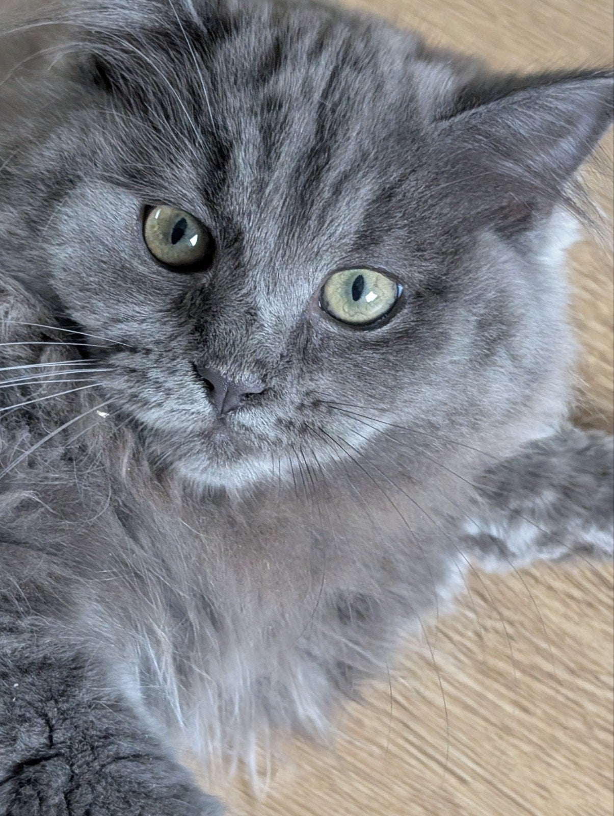 Ragdoll kittens, Poes, Gechipt, 0 tot 2 jaar
