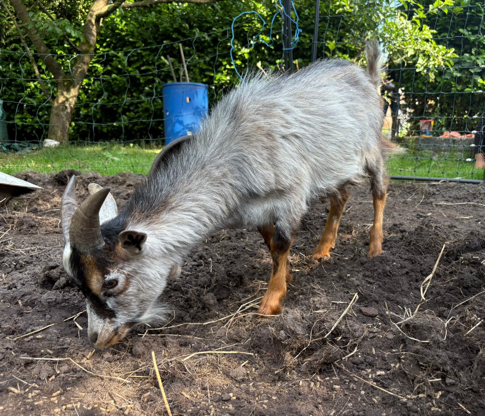 Blauwschimmel bok. 1 jaar oud, Dieren en Toebehoren, Mannelijk, Geit, 0 tot 2 jaar