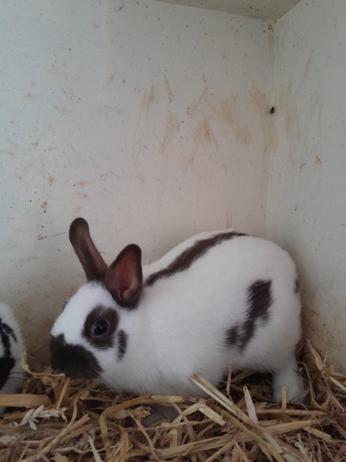 Te koop kleurdwerg voedster madagaskar van de 3 e maand, Dieren en Toebehoren, Konijnen, Vrouwelijk, Dwerg, 0 tot 2 jaar