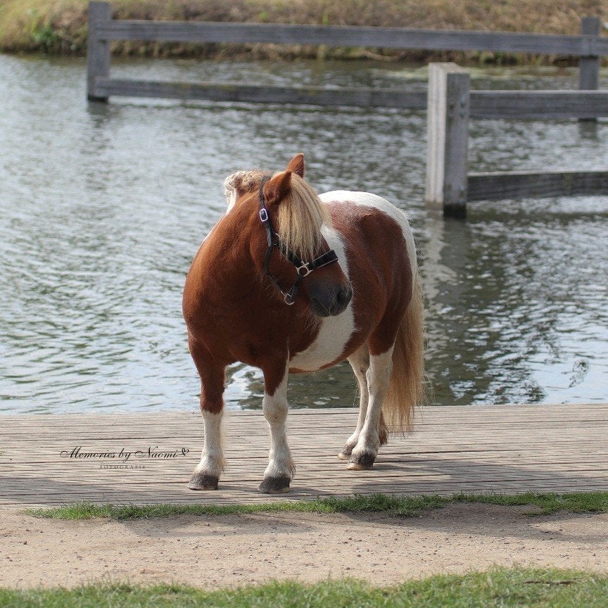 Verzorger/verzorgster gezocht, Dieren en Toebehoren, Ophalen of Verzenden