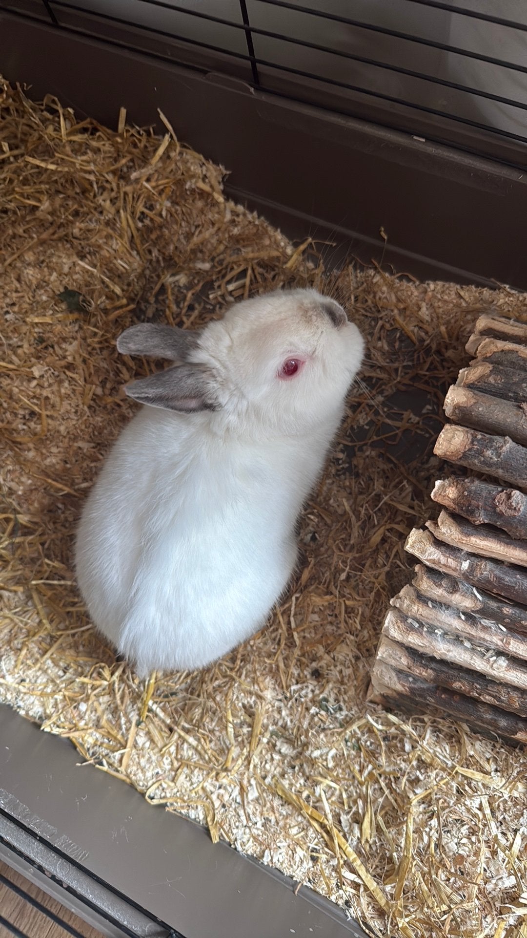 Dwerg konijn, Dieren en Toebehoren, Mannelijk, Dwerg