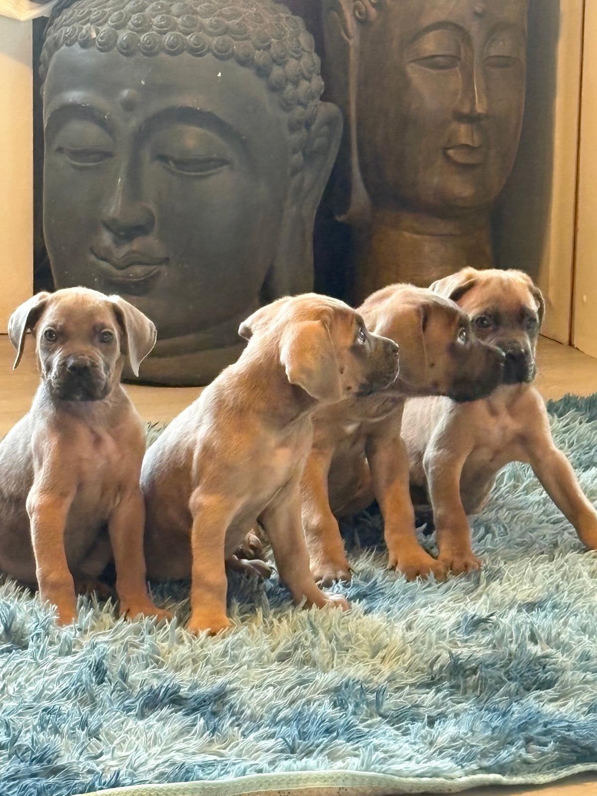 Prachtige lieve raszuivere cane corso pups formentino, Dieren en Toebehoren, Overige rassen, CDV (hondenziekte), 8 tot 15 weken