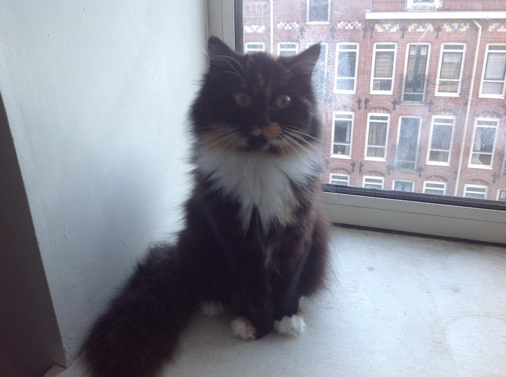 Mooie langharige poes 4 jaar oud, Dieren en Toebehoren, Poes, Ontwormd, 3 tot 5 jaar