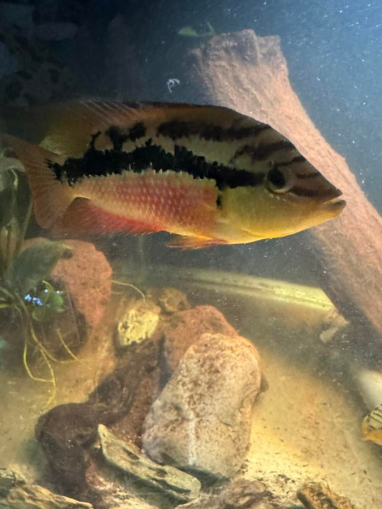 Trichomis salvini koppel, Dieren en Toebehoren, Vissen | Aquariumvissen, Vis