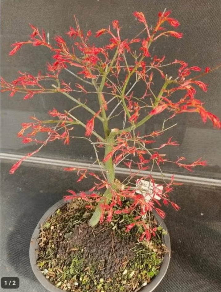 Bonsai Acer Palmatum Phoenix, Vaste plant, Halfschaduw, Lente, Ophalen