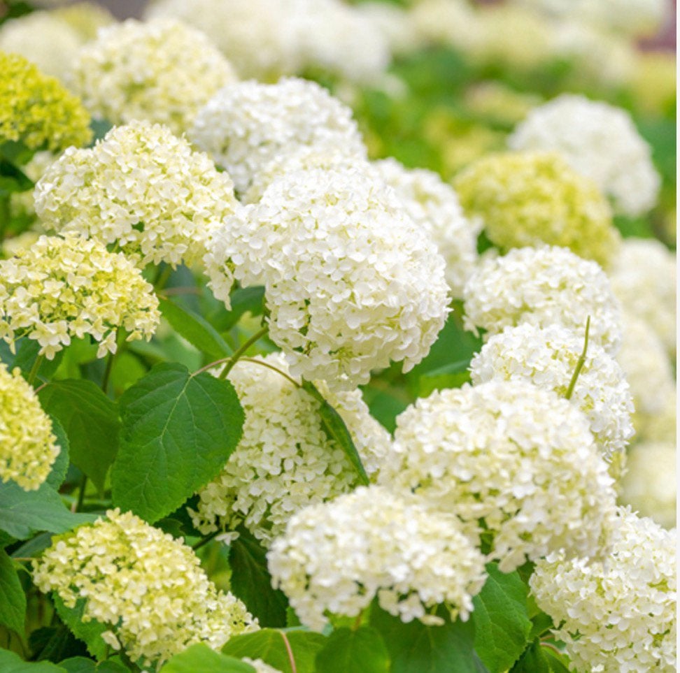 Annebelle (witte hortensia), Volle zon, Vaste plant, Zomer, Ophalen