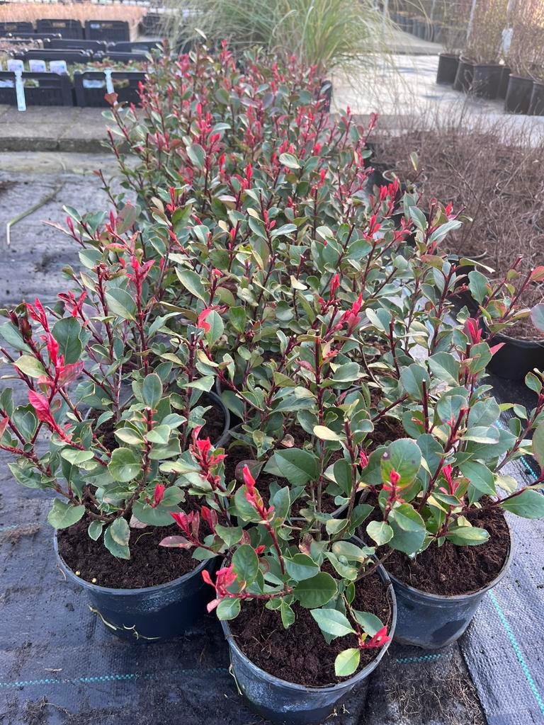 Photinia fraseri 'Little Red Robin' - Glansmispel 25 cm, Ophalen of Verzenden, Vaste plant, Overige soorten, Halfschaduw